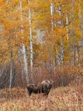 Bubba in Aspen Grove