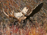 Bull Moose Resting in Willow Thicket