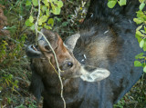 Cow Moose Browsing
