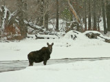 Cow Moose in Snow