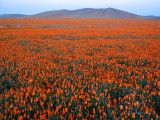 Field of Unfurled Poppies