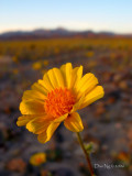 Desert Gold Flower