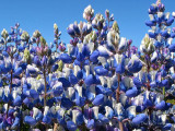 Blue Lupines