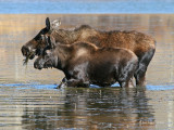 Cow and Calf Walking Together
