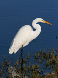 Egret at Crissy Field Marsh