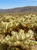 Cholla Garden