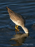 Greater Yellowlegs Feeding