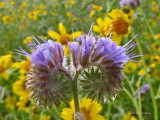 Phacelia