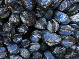 Cluster of Mussels