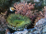 Tidepool Life