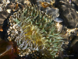 Anemone in Water