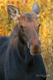 Portrait of Betty