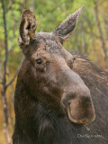Cow Moose on a Wet Morning