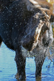 Moose Spray
