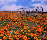 Poppies and Antique Farm Machinery