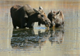 Cow and Calf Sharing Lunch