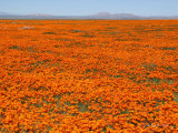 Carpet of Poppies