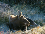 Calf Resting on Frosty Grass
