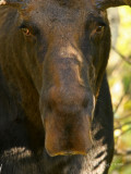 Buddy Up Close