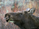 Cow Moose Browsing