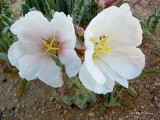 Desert Primrose