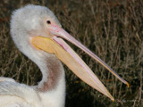 Pelican11