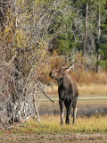Cow Looking for Willow Leaves