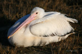 Pelican13