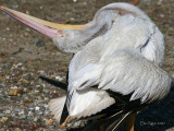 Pelican14