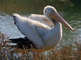 Pelican17
