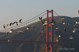 Sea Gulls Flying West