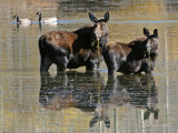 Cow and Calf in Unison