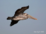 Brown Pelican in Flight