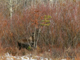 Calf Feeding on Lodgepole Pine