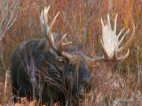 Gus Protects His Eye while Rubbing Antlers in Brush