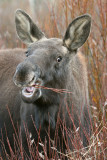 Little Moose Muncher
