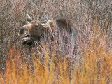 Yawning Cow