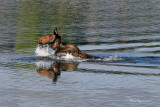 Collared Cow Swimming in the Oxbow