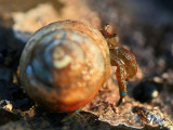 Hermit Crab Closeup