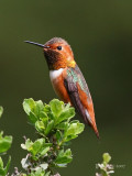 Allens Hummingbird