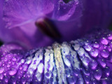 Blue Dew