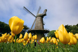 A Dutch Touch in San Francisco