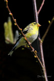 American Goldfinch on Willow