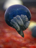 Blue Jelly