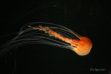 Black Sea Nettle