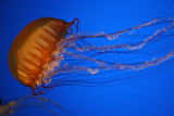 Sea Nettle