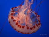 Purple-striped Jelly