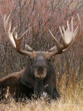 Just Moose