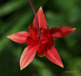 Columbine Star