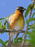 Black-headed Grosbeak